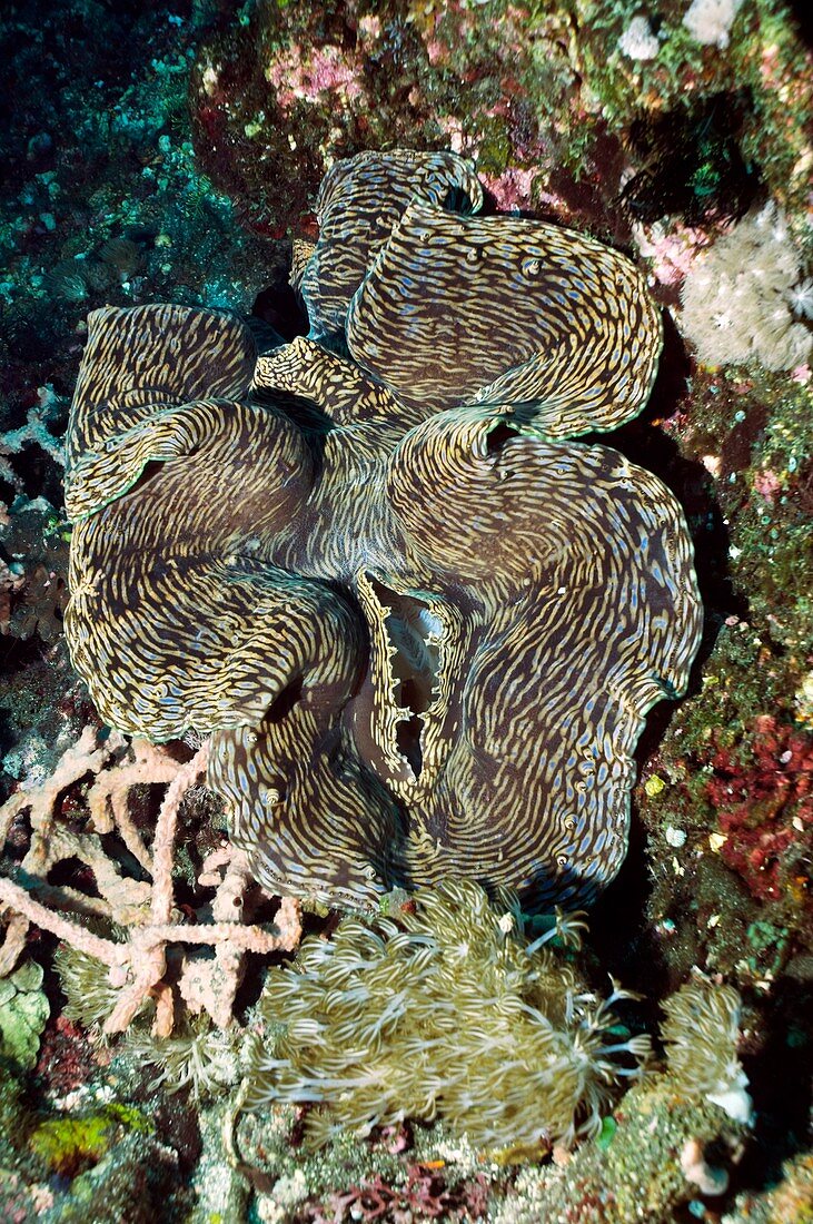 Fluted giant clam