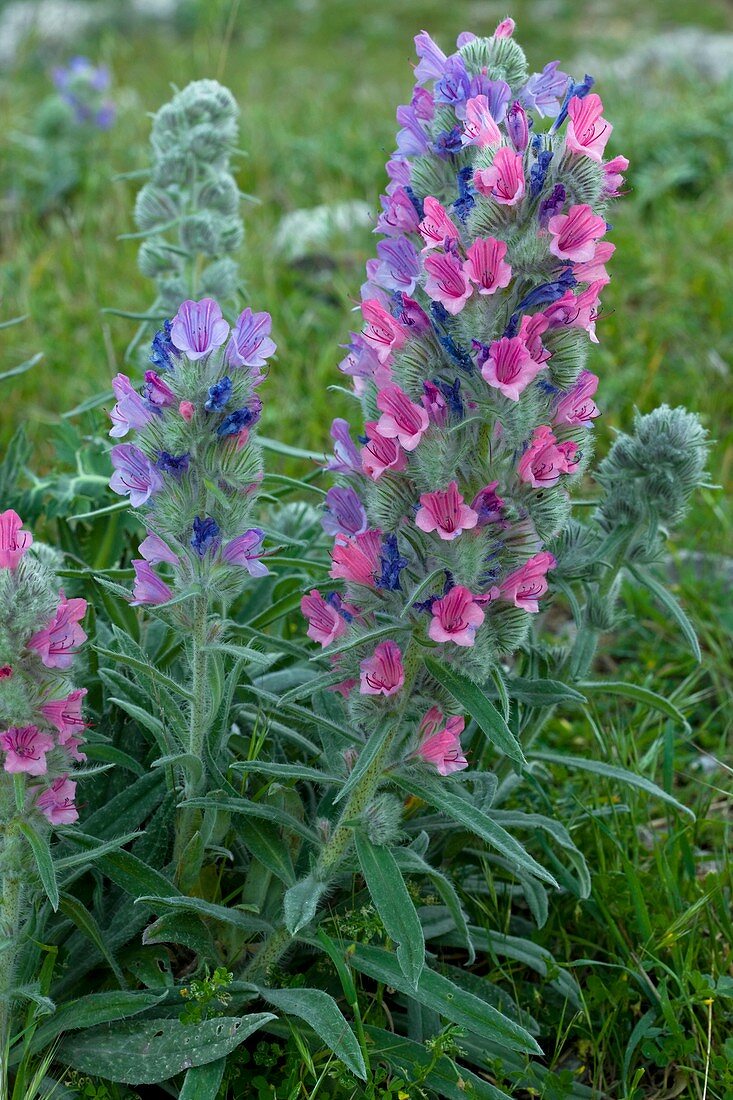 Bugloss (Echium albicans)