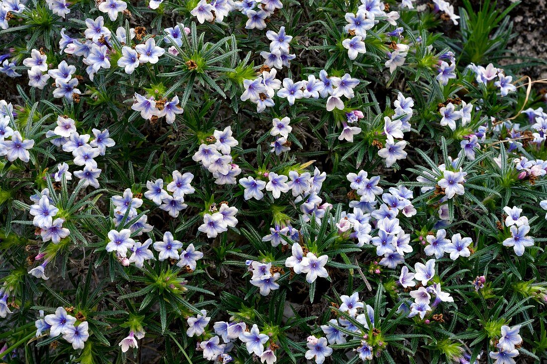 Gromwell (Lithodora zahnii)