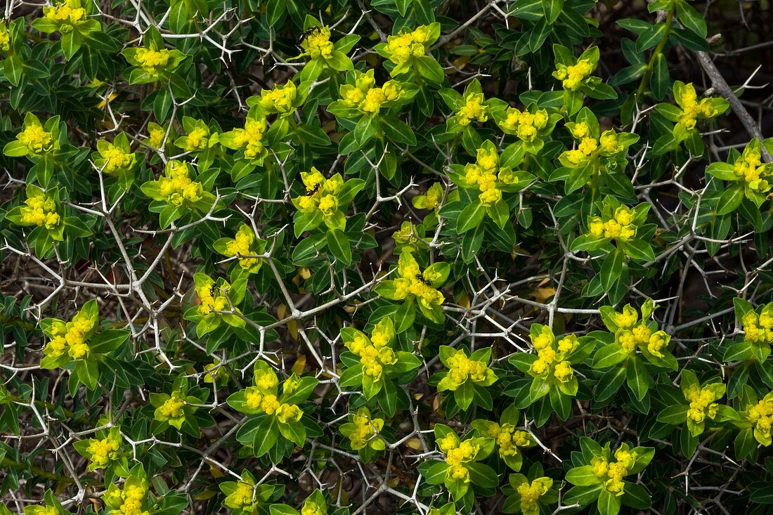 Spurge (Euphorbia acanthothamnos)