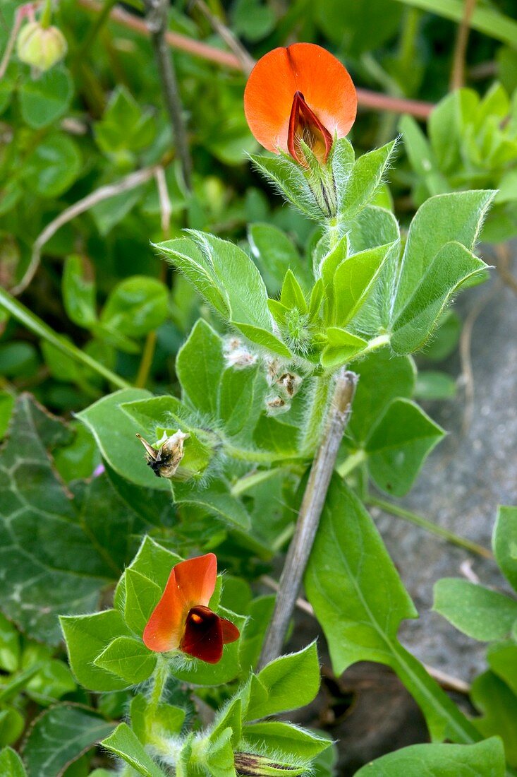 Tetragonolobus purpureus