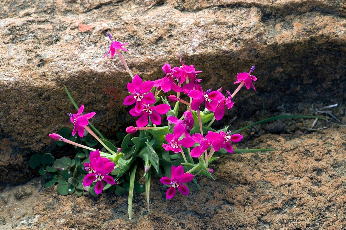 Lapeirousia silenoides flowers