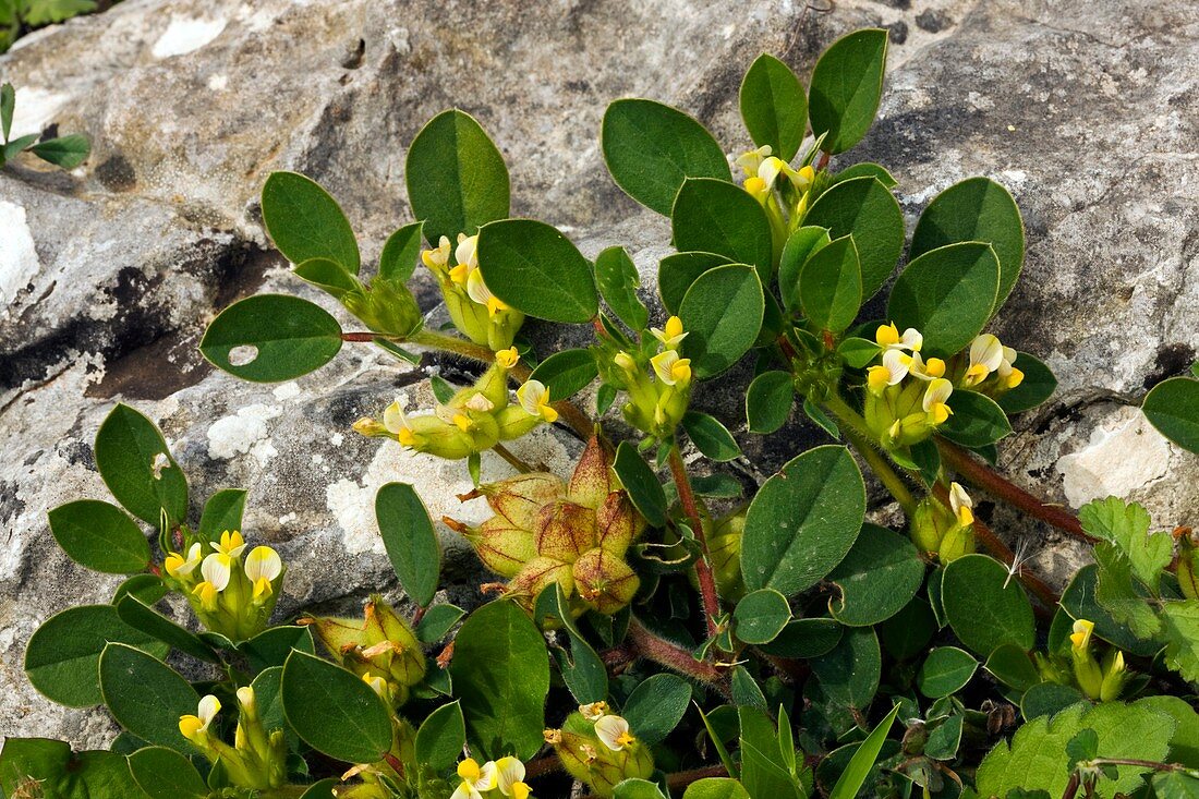 Bladder vetch (Anthyllis tetraphylla)