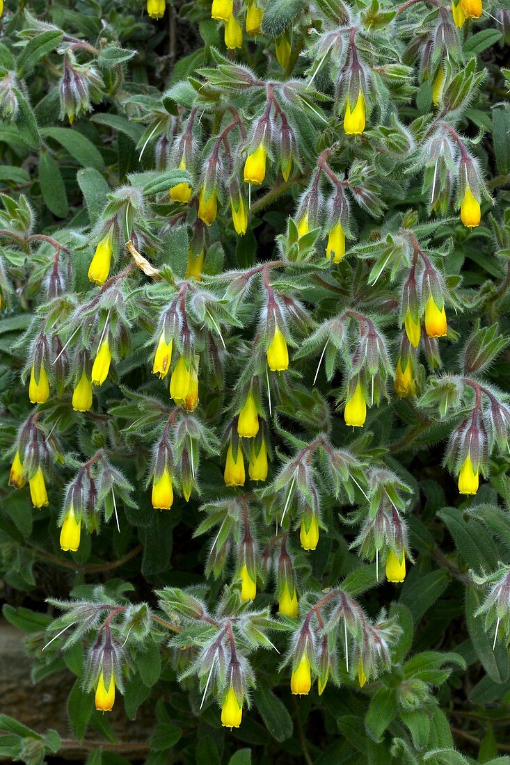 Golden-drop (Onosma fruticosa)