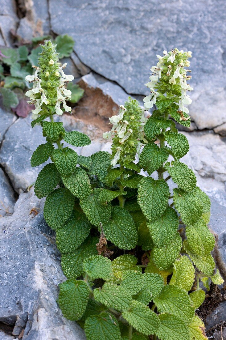 Woundwort (Stachys canescens)