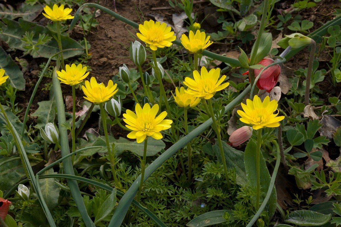 Buttercup (Ranunculus millii)