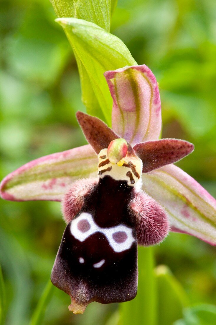 Reinhold's ophrys (Ophrys reinholdii)