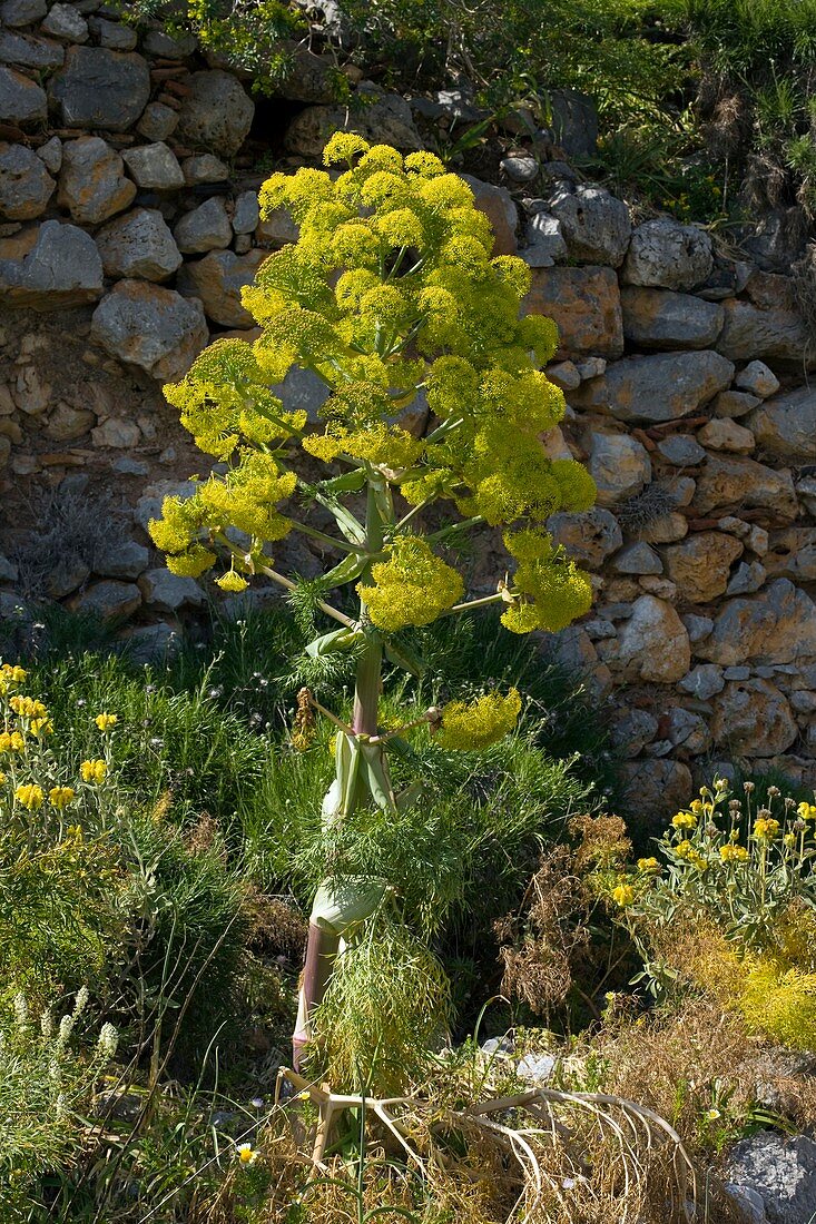 Giant fennel (Ferula communis)