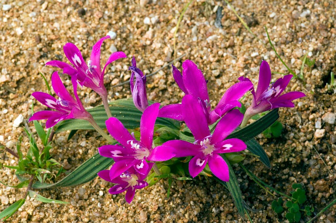 Babiana curviscapa flowers