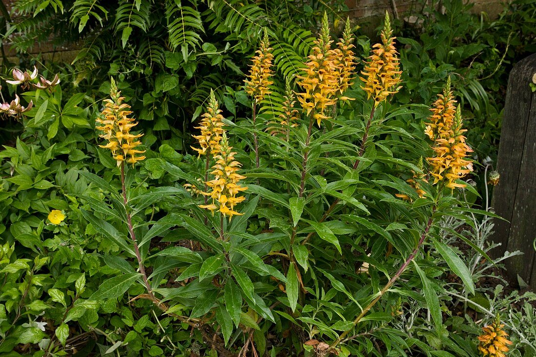 Isoplexis canariensis flowers