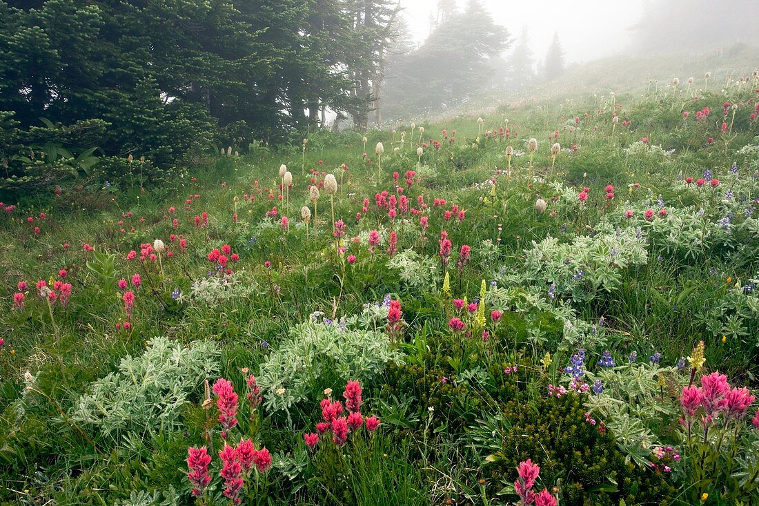 Mountain meadow in the mist