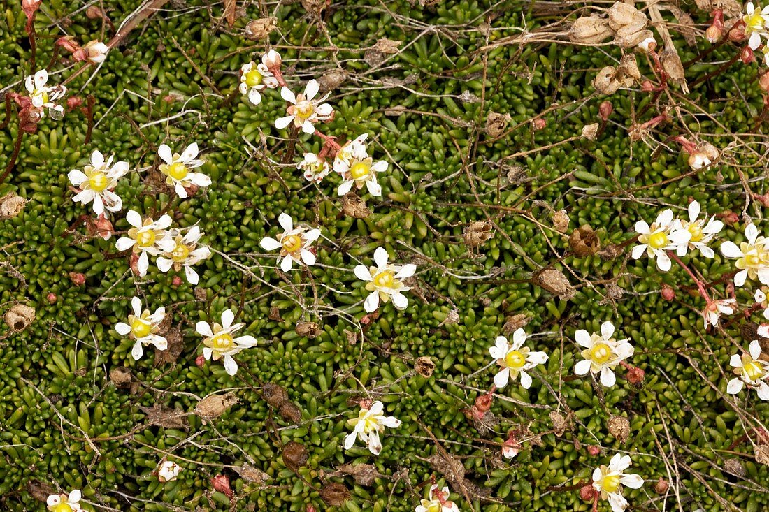 Tolmie's saxifrage (Saxifraga tolmiei)