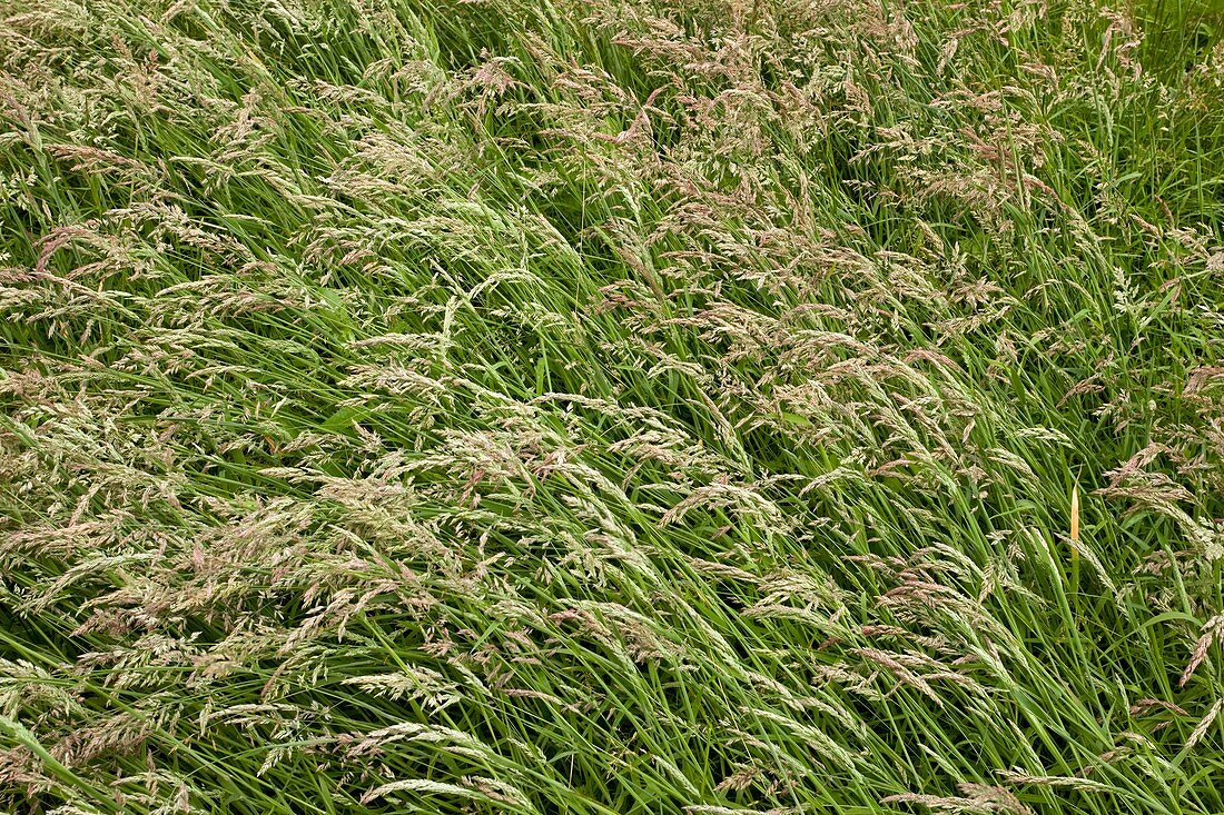 Yorkshire fog grass (Holcus lanatus)