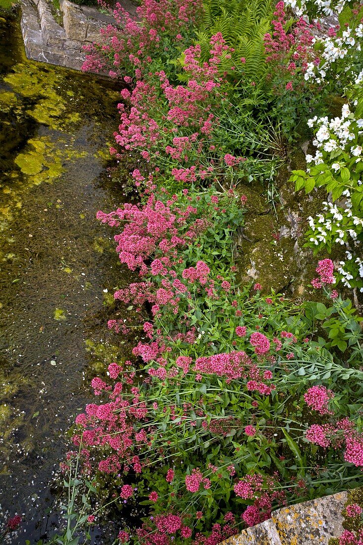 Red valerian (Centranthus ruber) flowers