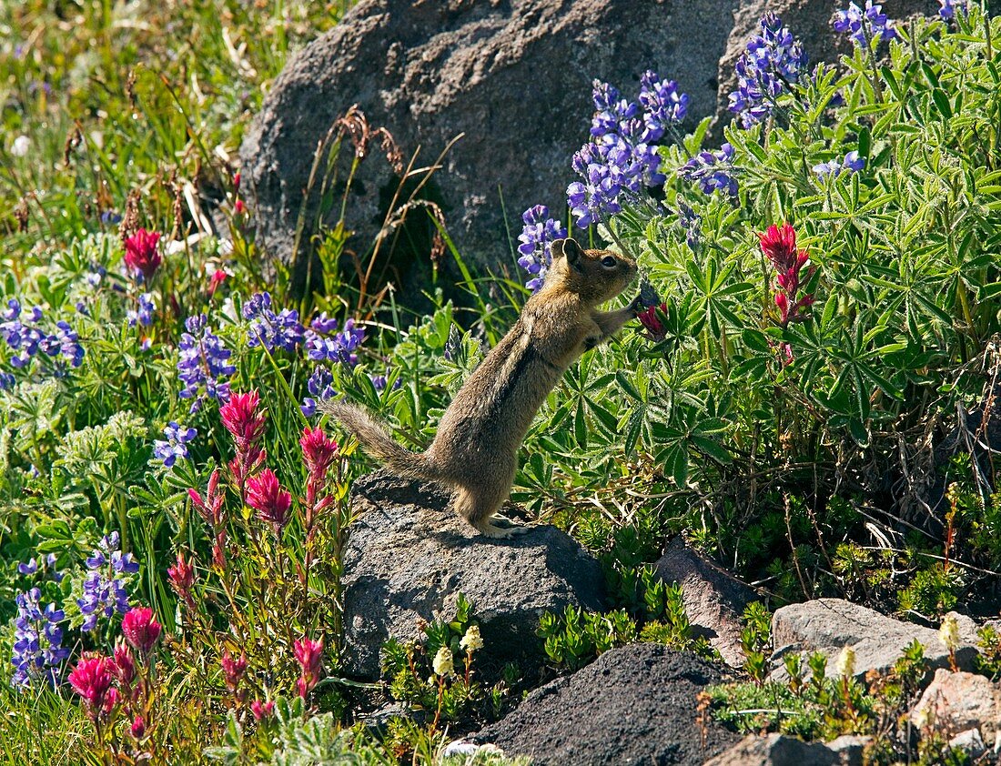 Golden-mantled ground squirrel feeding
