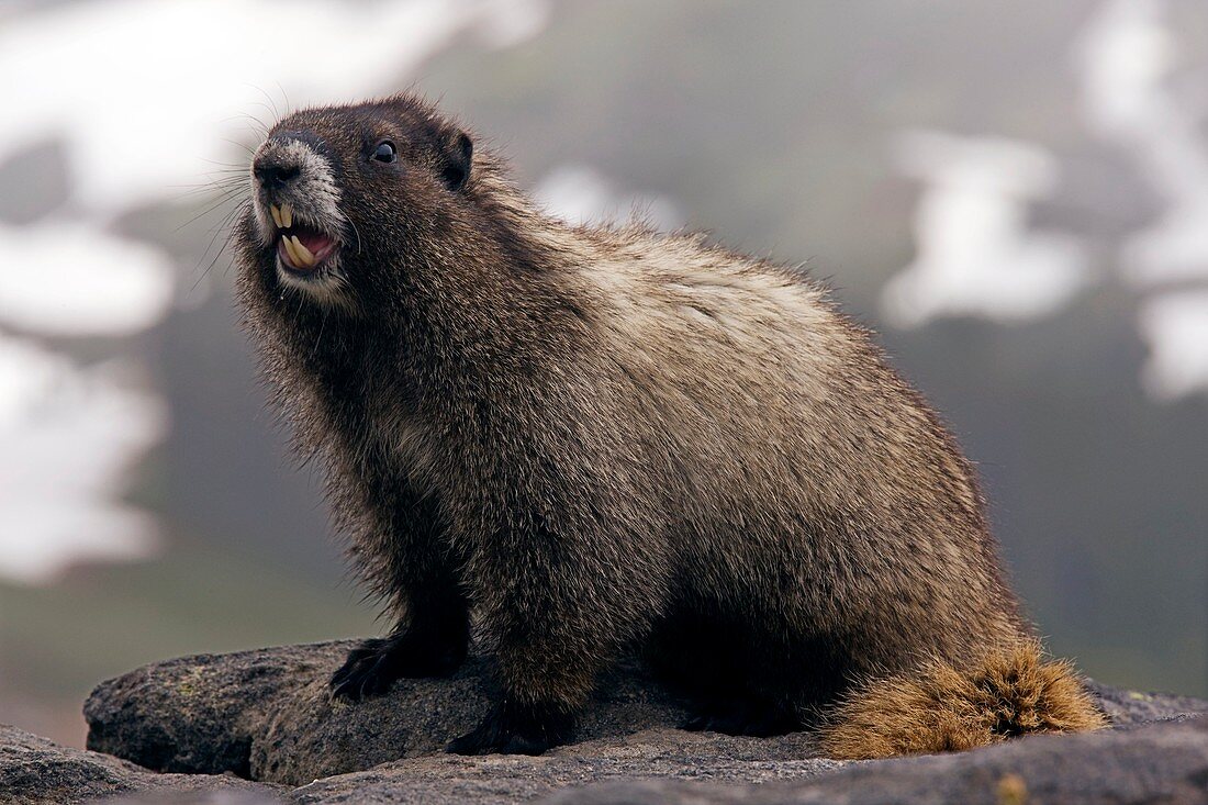 Hoary marmot on a rock