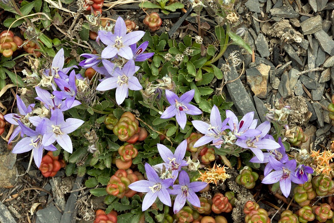 Piper's bellflower (Campanula piperi)