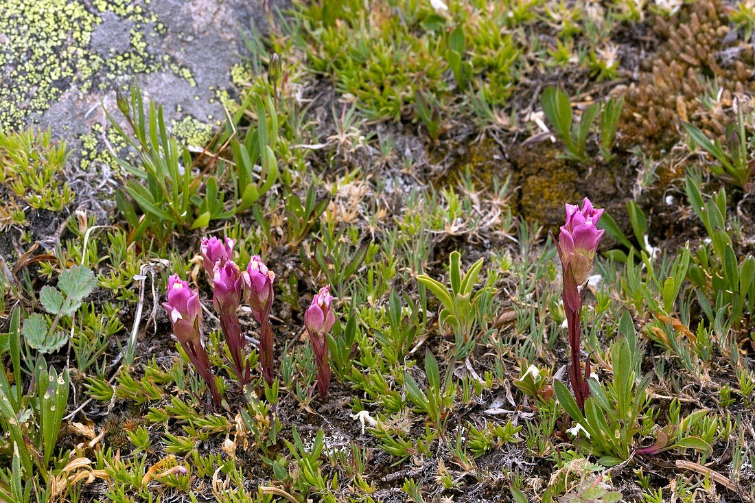 Owl's-clover (Orthocarpus imbricatus)