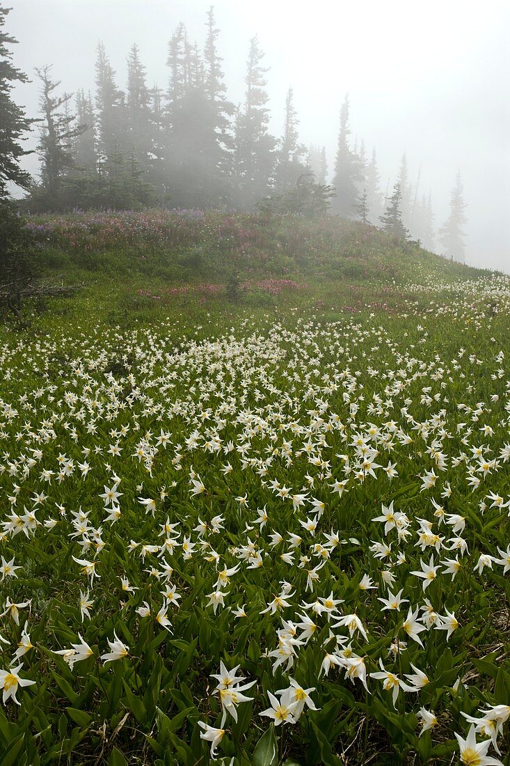 White glacier lily (Erythronium montanum)