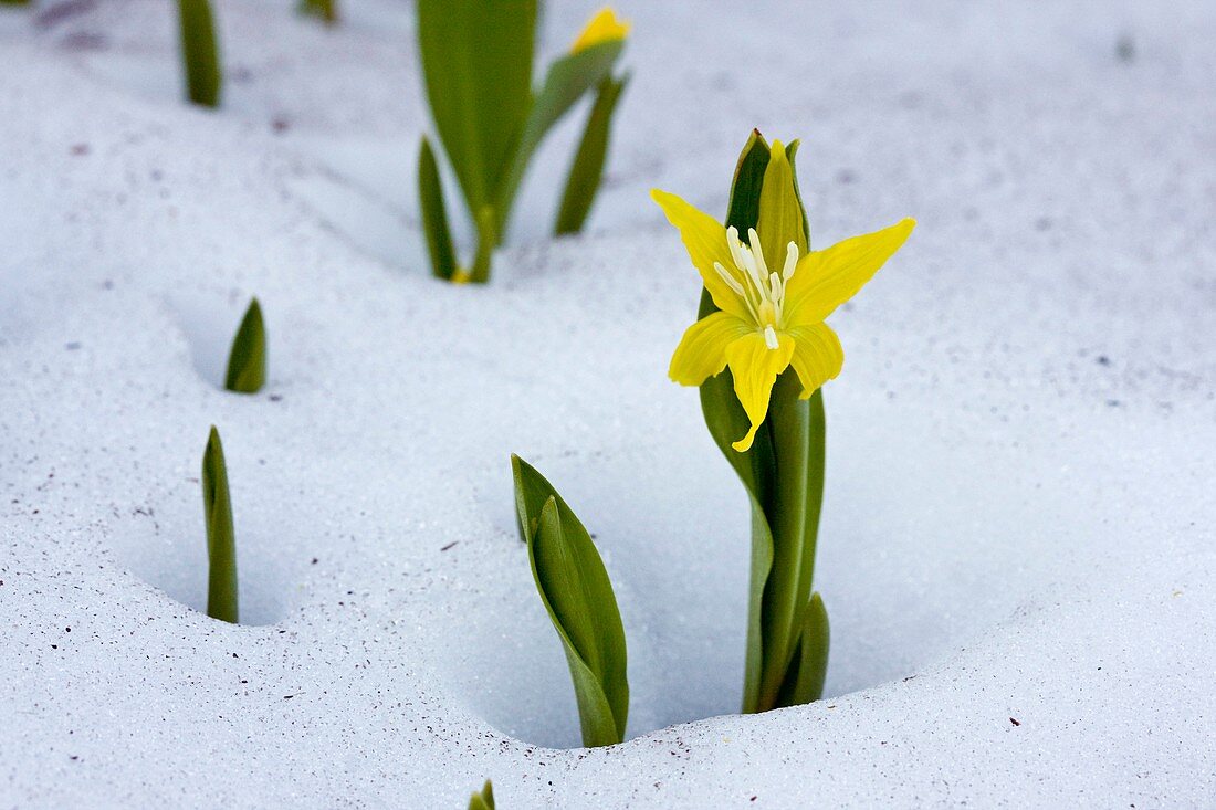 Glacier lily (Erythronium grandiflorum)