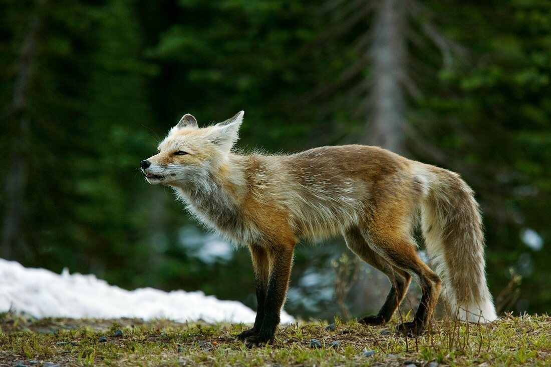 Cascade red fox