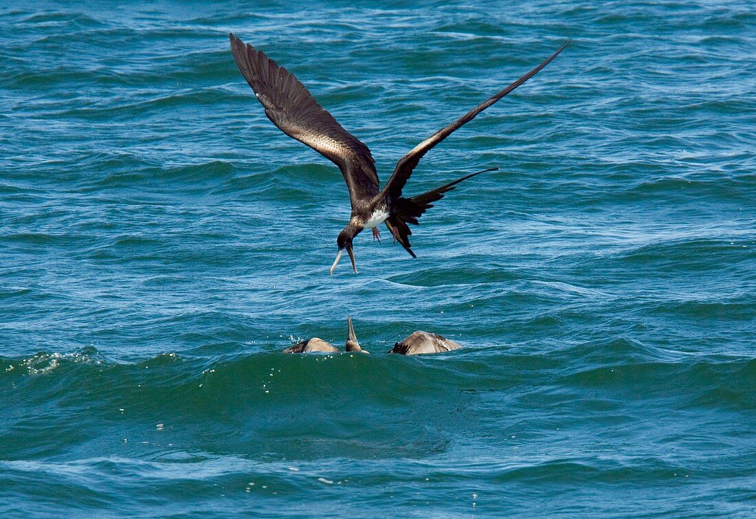 Great frigatebird and blue-footed booby