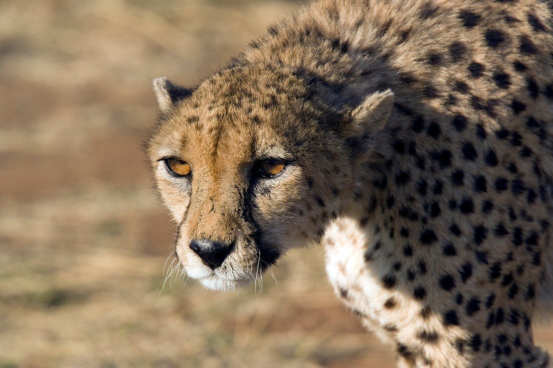 Cheetah