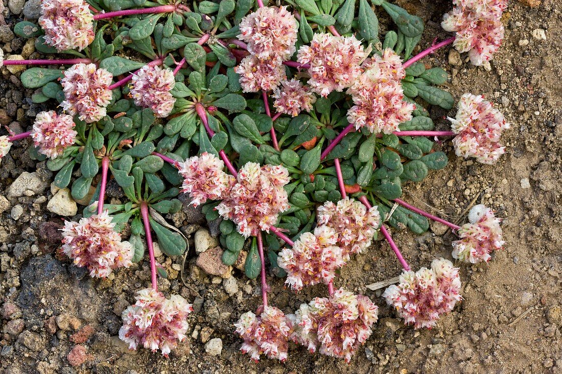 Pussypaw (Calyptridium umbellatum)