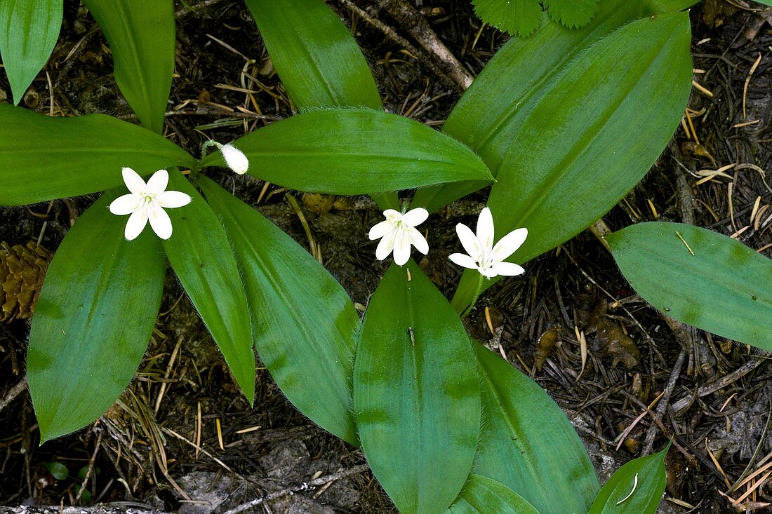 Queen's cup (Clintonia uniflora)