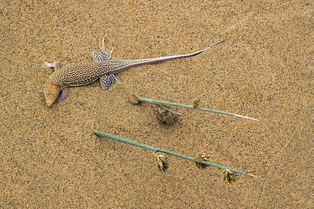 Sand-diver lizard