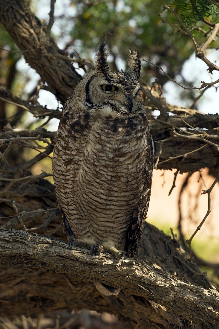 African spotted eagle owl