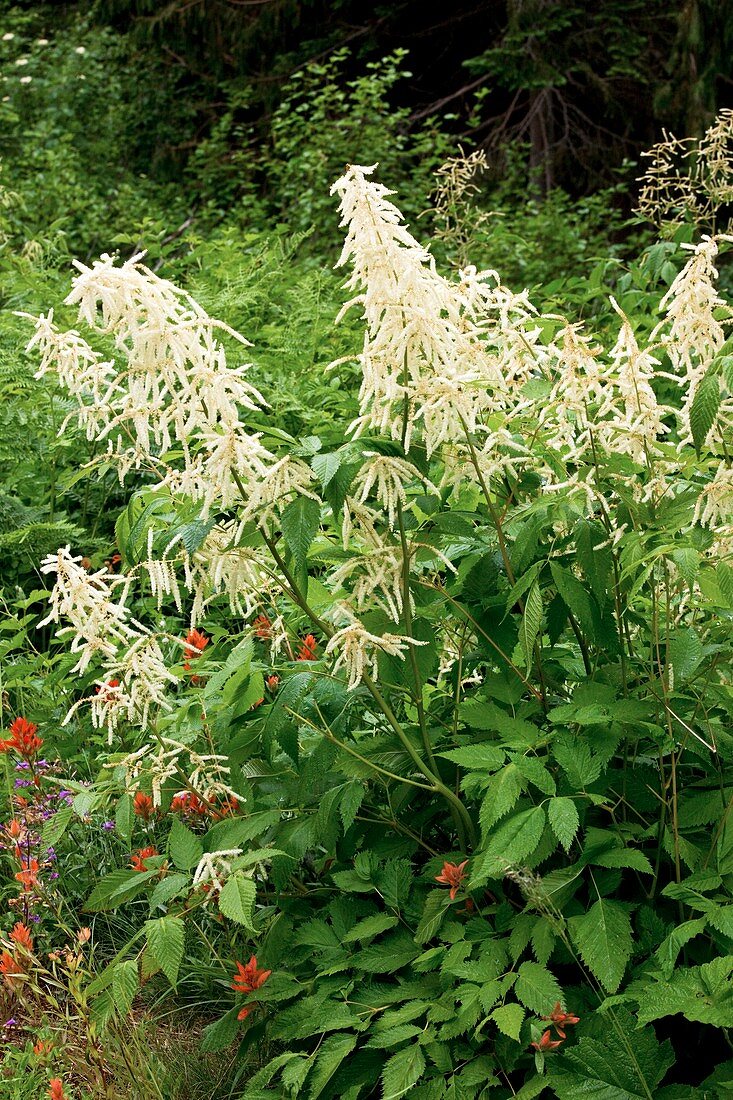 Goat's Beard (Aruncus dioicus acuminatus)