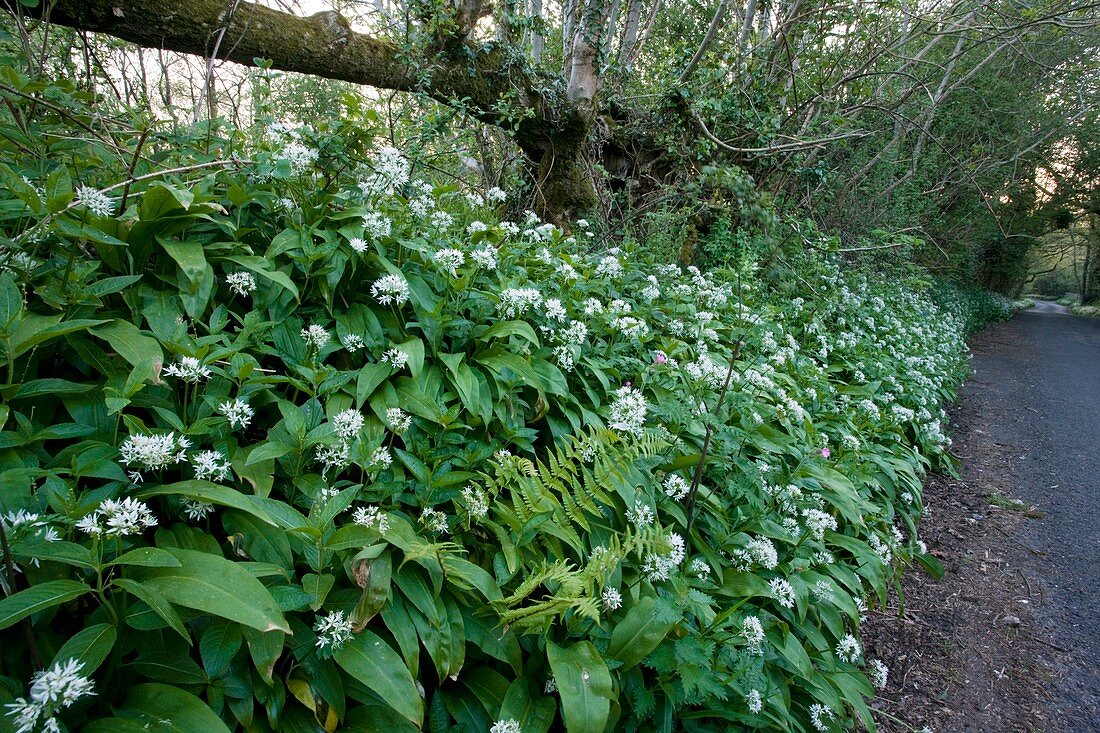 Wild garlic in woodland