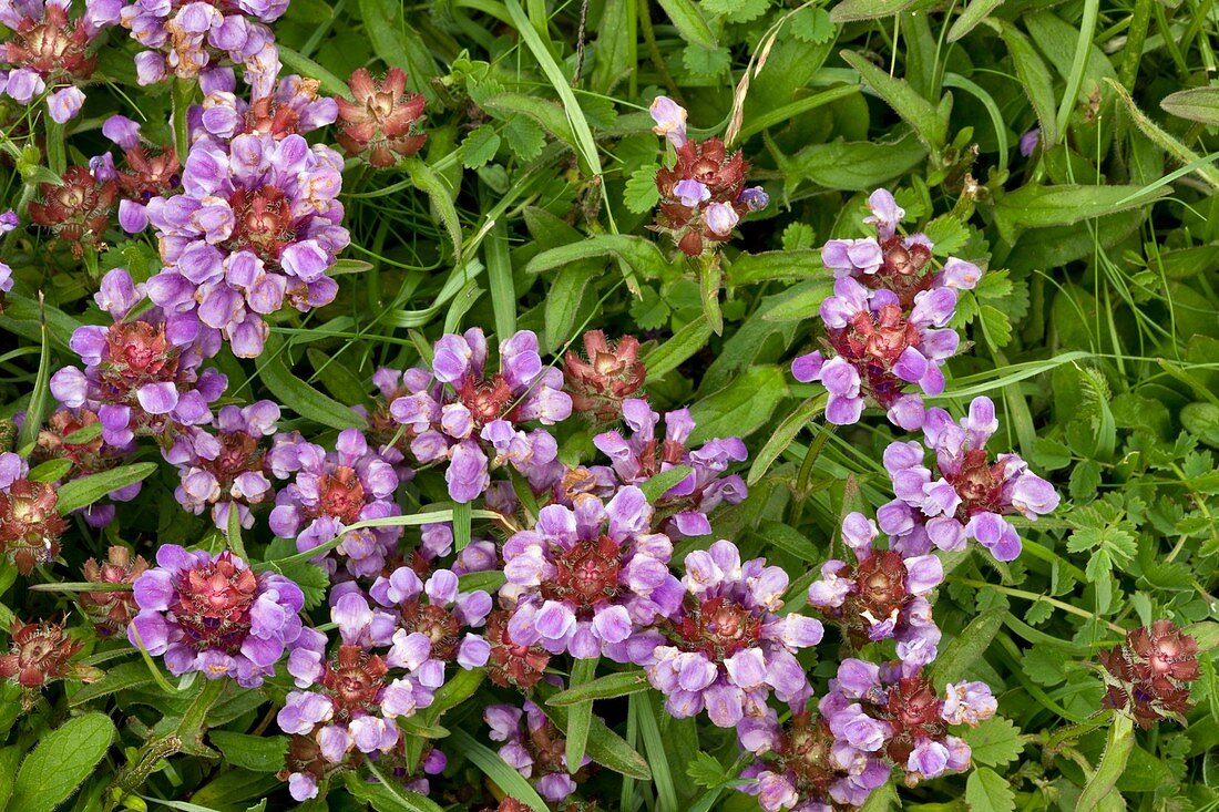 Self heal (Prunella vulgaris) flowers
