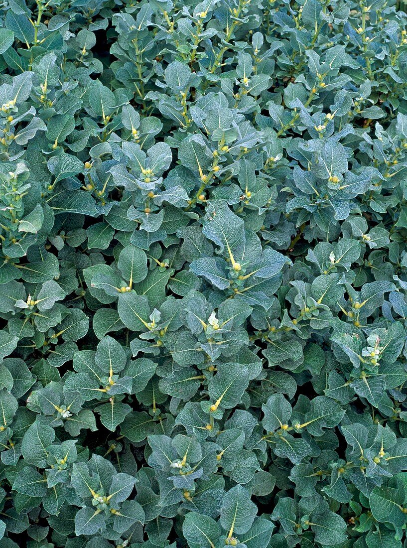 Woolly willow (Salix lanata)