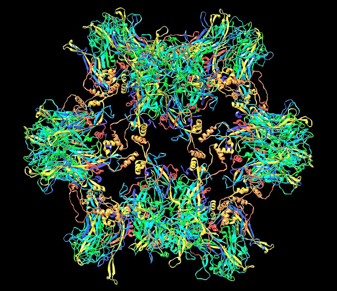 HPV-like particle,ribbon model