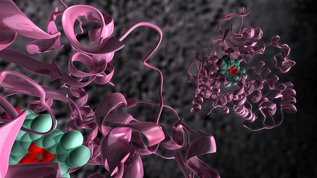 Cytochrome P450 molecules,artwork