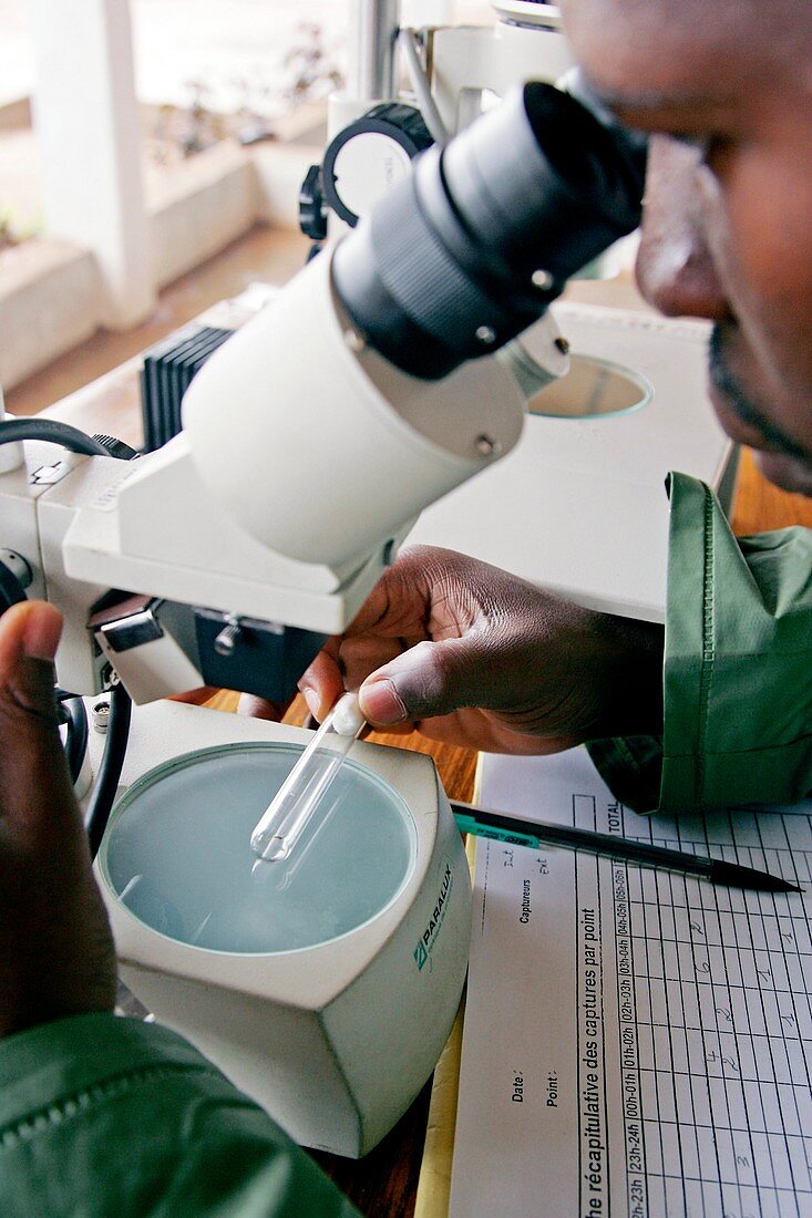 Malaria research,Africa