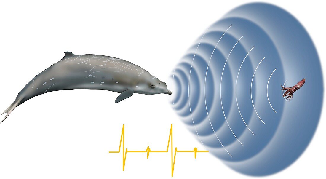 Whale sonar,artwork