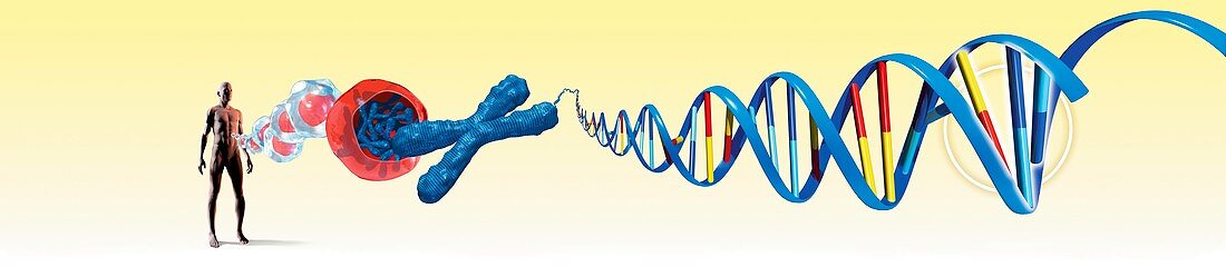 Cellular packaging of DNA,artwork