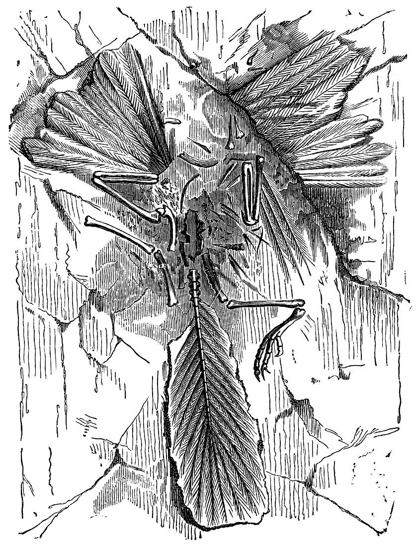 Archaeopteryx,19th century artwork
