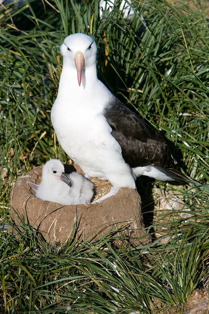 Black-browed albatross with young