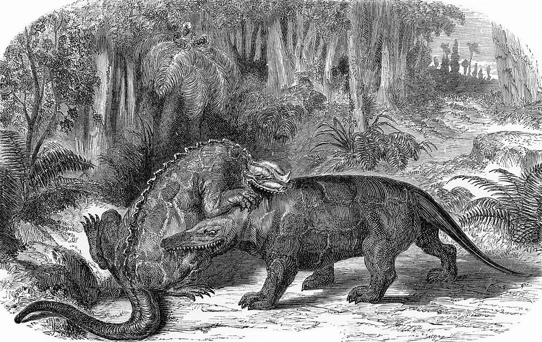 Iguanodon and Megalosaurus,artwork
