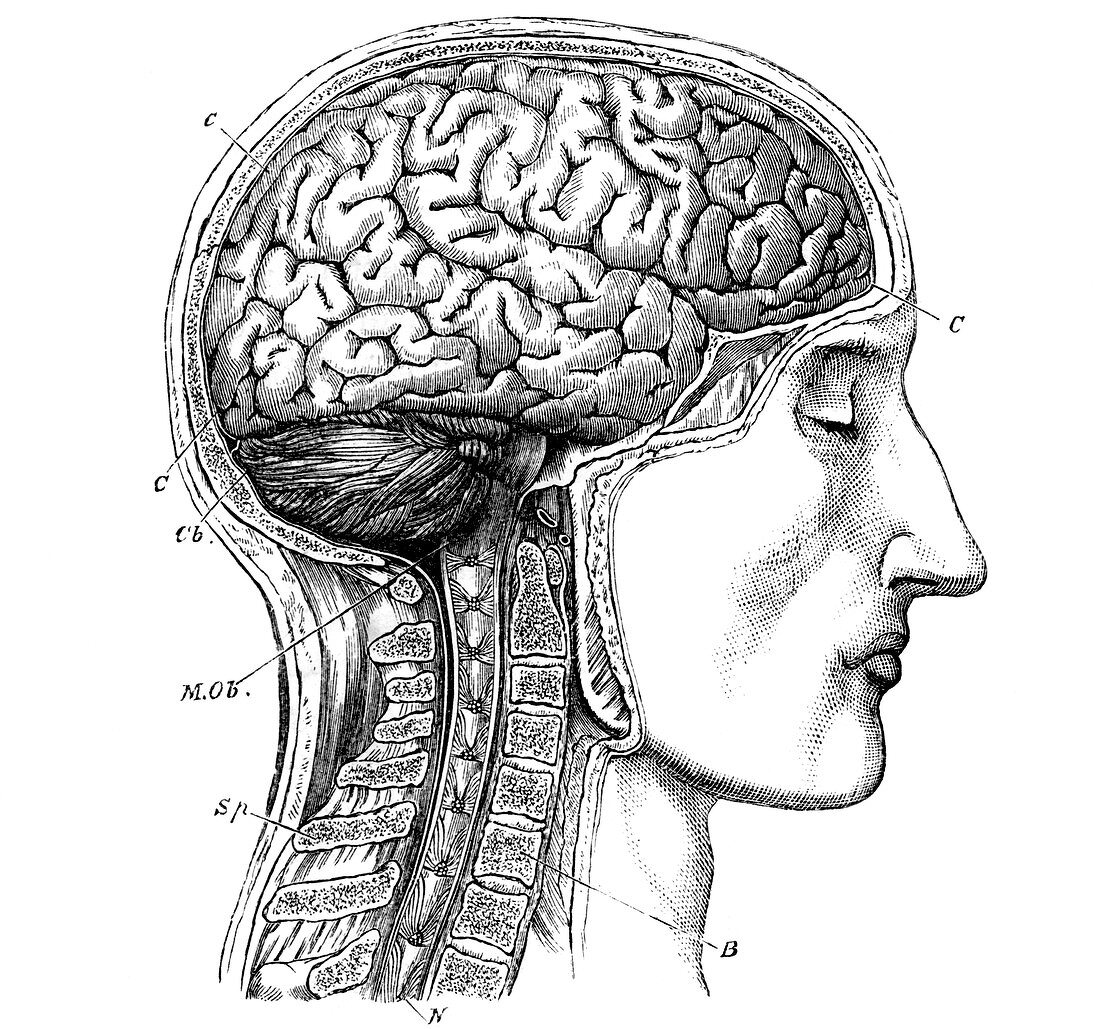 Brain antomy,19th century artwork