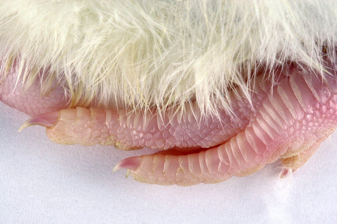 Chick foot