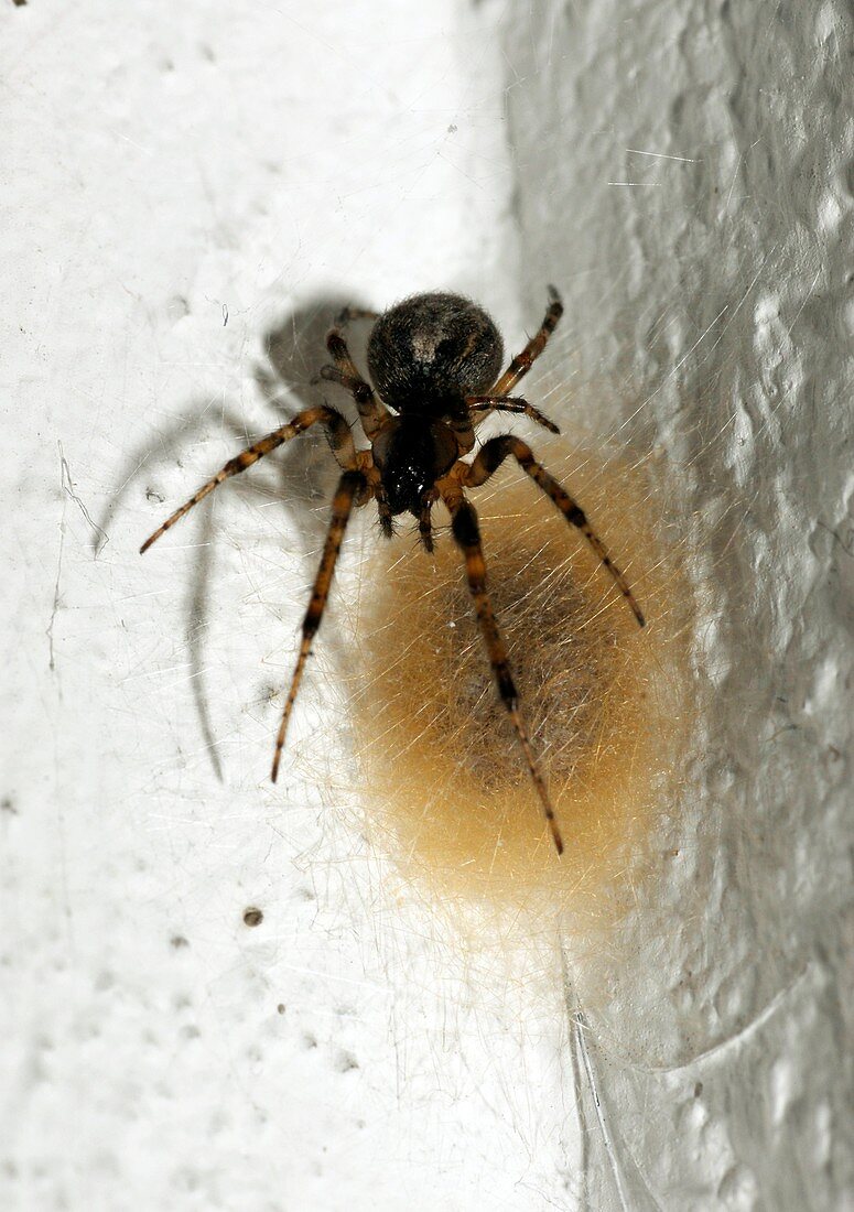 House spider and nest