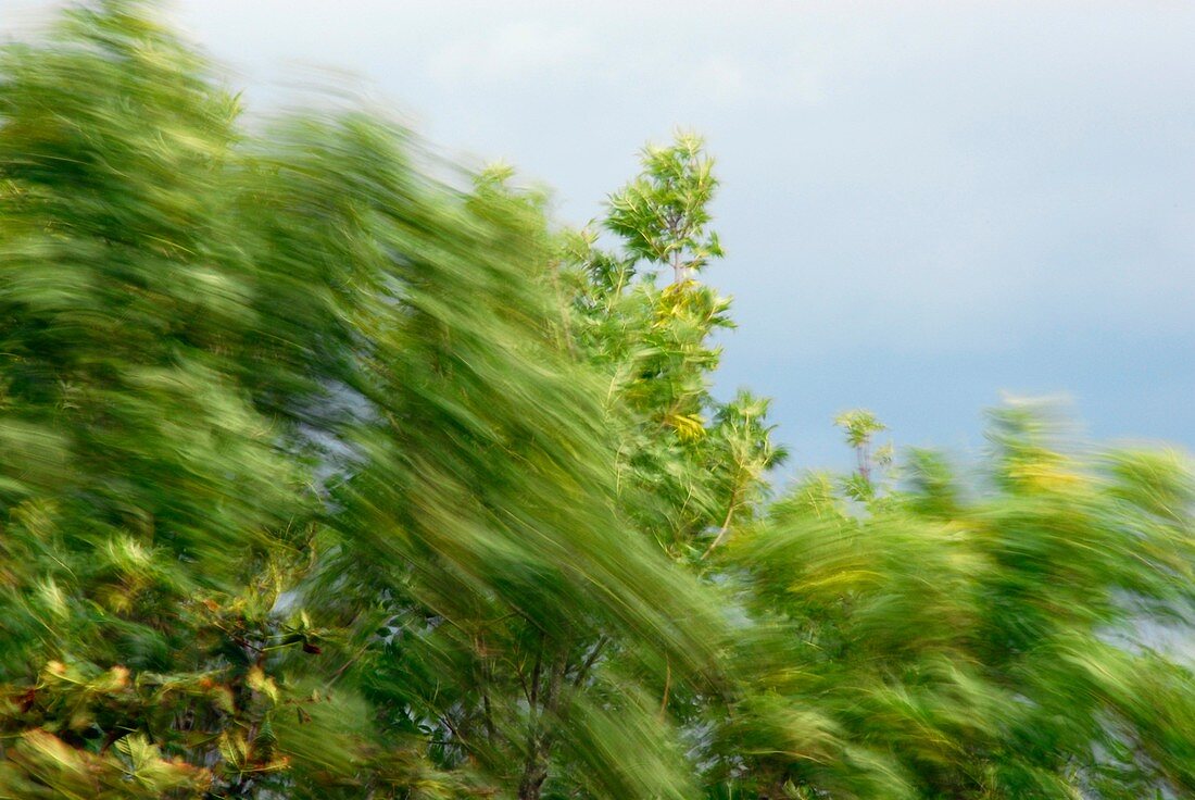 Trees blowing in the wind