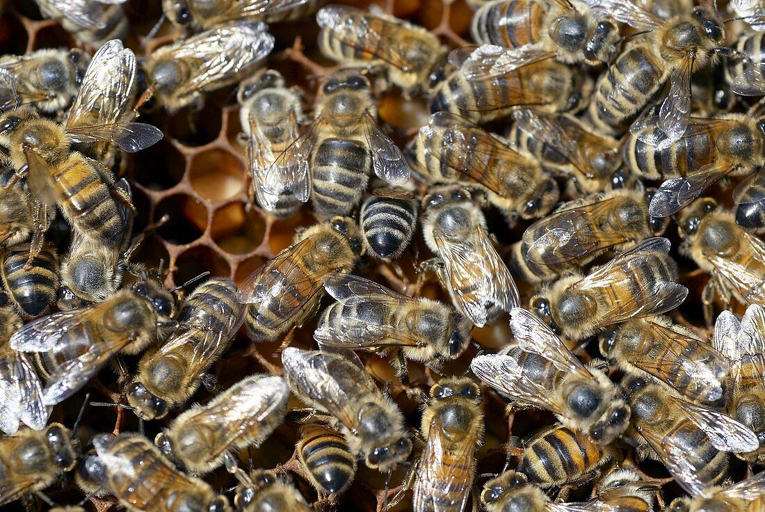 Honey bees on a honeycomb