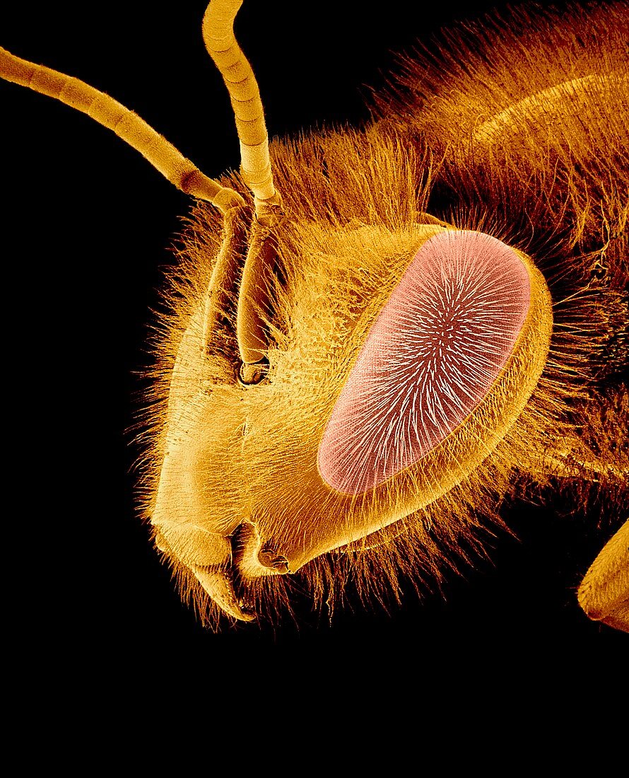 Honey bee,SEM