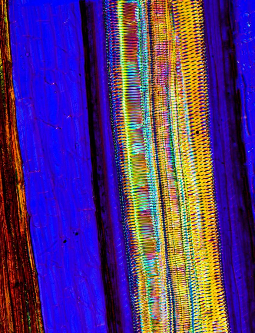 Fern rhizome,light micrograph